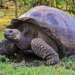 Die Riesenschildkröte und vieles mehr können Sie im Tropiquarium hautnah erleben