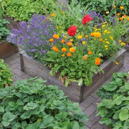 Sommerlicher Blütenspass im Hochbeet 