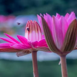 Wildbiene auf Lotusblüte