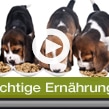 Feines Fressen für den Hund