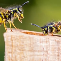 Was tun bei Wespen- und Bienenstichen