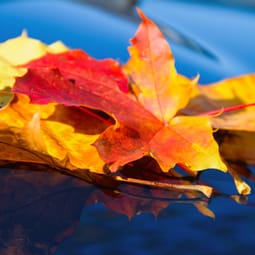 Herbstblätter