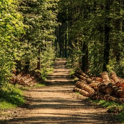 Wald im Sommer