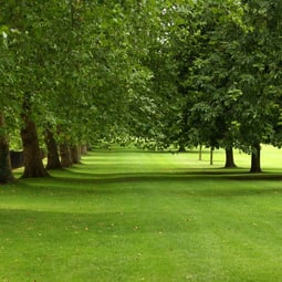 Kastanien sammeln und den Wald geniessen: Der Kastanienweg