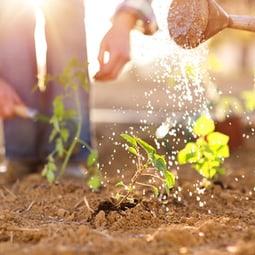 Sommerzeit ist Gartenzeit 