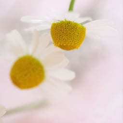 Matricaria chamomillaie L. - die Alleskönnerin