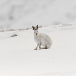 Tiere müssen sich etwas einfallen lassen um gut durch den Winter zu kommen