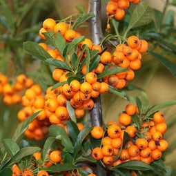 Orange leuchtet die Beere. 