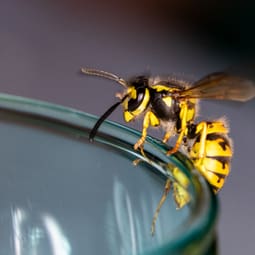 Was tun bei Wespen- und Bienenstichen 