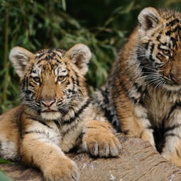 Herziger Nachwuchs im Züri-Zoo