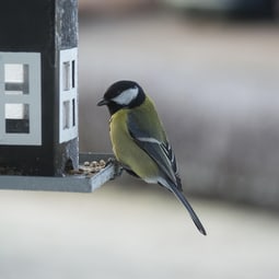 Vogelfutterstation