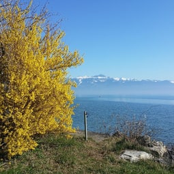 Genfersee