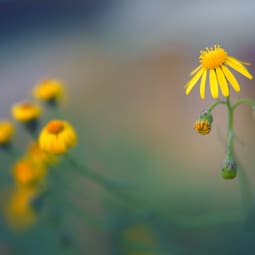 Blumen