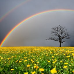 Ein Regenbogen in all seinen prächtigen Farben