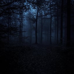 Dunkler Wald