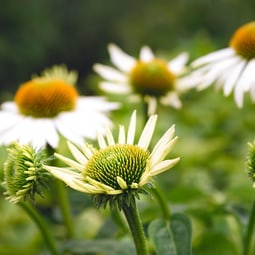 Blumen