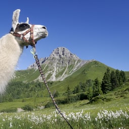 Lamatrekking und noch vieles mehr - im Entlebuch