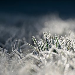 Frost