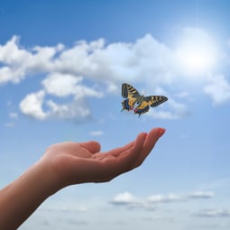 Schmetterling fliegt davon