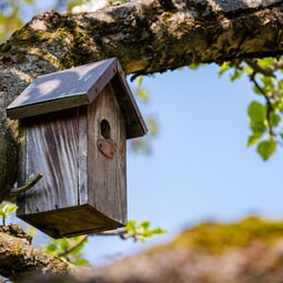 Vogelhäuschen