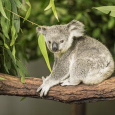 Auf Besuch bei den Koalas im Zoo