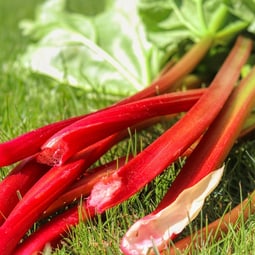 Rhabarber