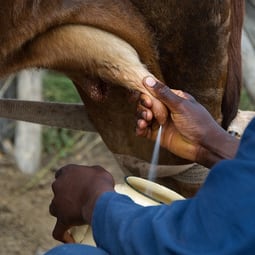 Wo kommt die Milch her?