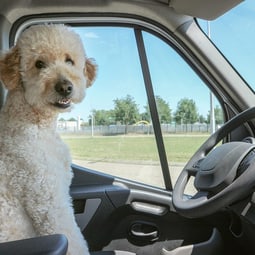 Hund auf Reise