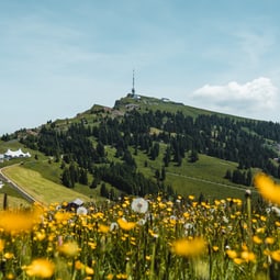 Rigi Rotstock