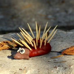 Kastanienigel