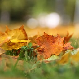 Herbstblätter