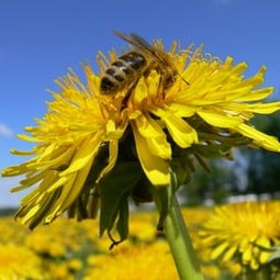 Bienen sorgen für die richtige Bestäubung