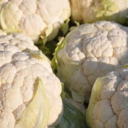Blumenkohl