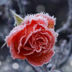 Gartenfans können bereits im Januar loslegen