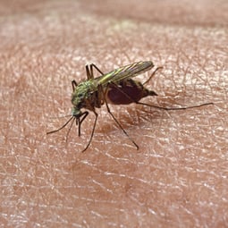 blutrünstige Plaggeister im Sommer