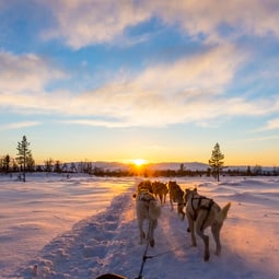 Schlittenfahrten mit Huskies sind ein einzigartiges Erlebnis