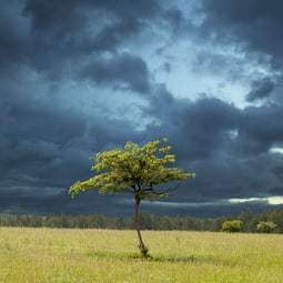 Baum