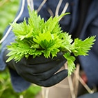 Brennesseln - der heimische Superfood