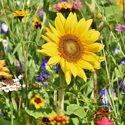 Blumenwiese