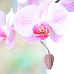 Orchidee