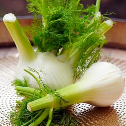 Fenchel