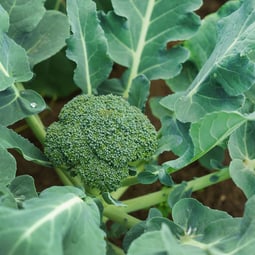 Der Broccoli liefert zahlreiche Vitamine