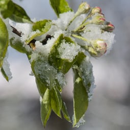 Bevor der Sommer kommt