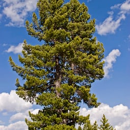 Pinus cembra