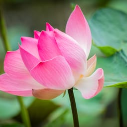 Aufgehende Blume