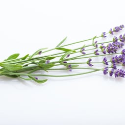 Lavendel - sanfte Hilfe aus dem Garten.