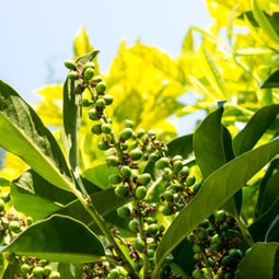 Gartengesellen nicht ganz ohne