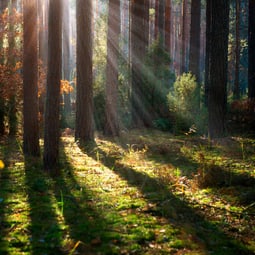 Der Wald ein Kraftort für Gross und Klein