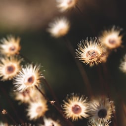 Blumen