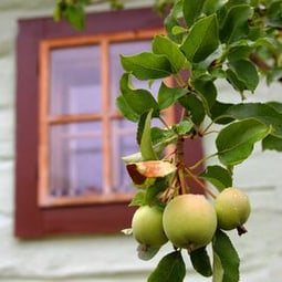 Der Apfel hängt nicht weit vom Fenster